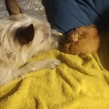 Luna (dog) takes care of Goldi (chicken) ;-) adorable!!!