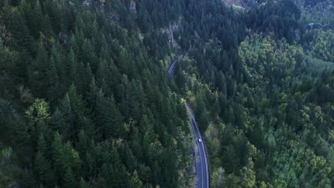 Aerial view of pine trees