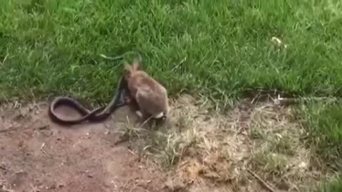 Rabbit vs. Snake