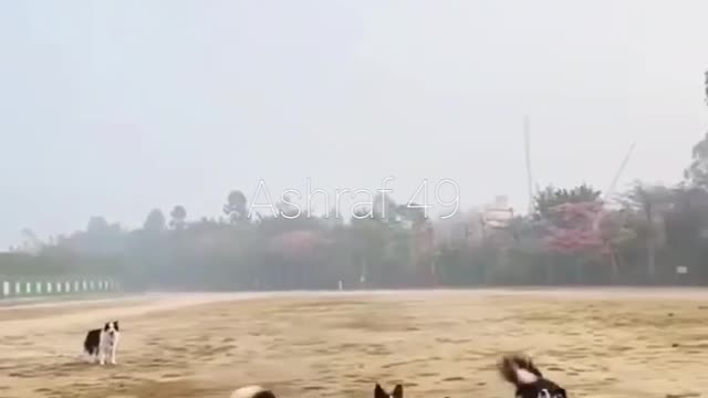 Great dogs play with balloon