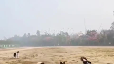 Great dogs play with balloon