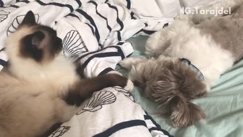 Small dog playing with bed sheets and cat staring at it