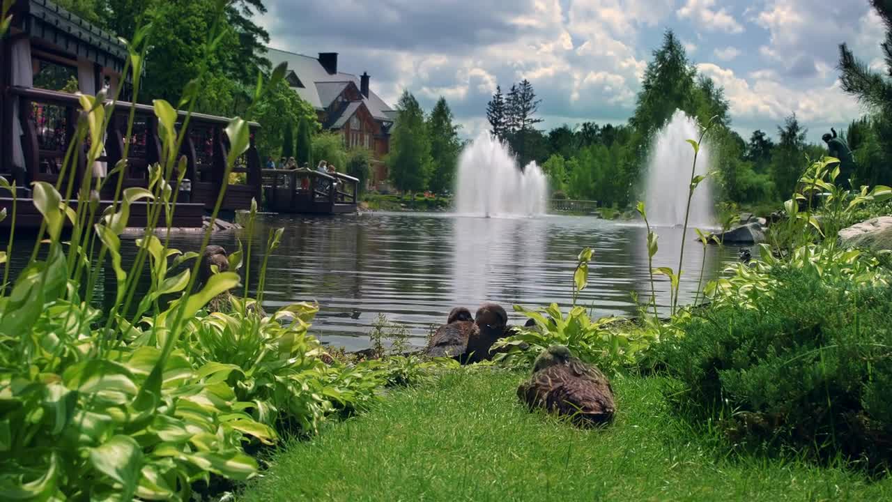 Nature park. Ducks family in beautiful nature park. Nature landscape