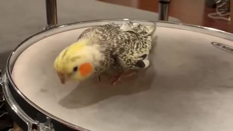 My Cockatiel’s First Drum Lesson