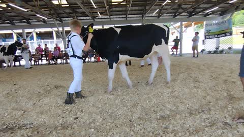 Showtime at the fair