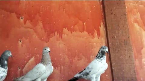 Beautiful pigeon breeder pair best flying