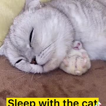 CAT AND RAT BEST FRIENDS