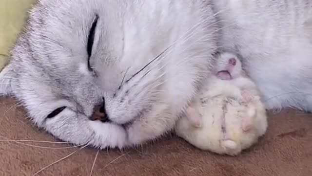 CAT AND RAT BEST FRIENDS