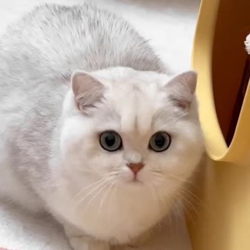 Fanny Cat Video And Cute Cat Video