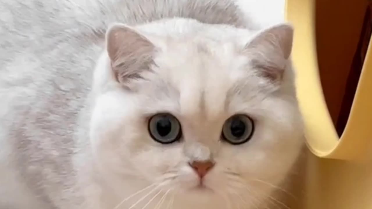 Fanny Cat Video And Cute Cat Video