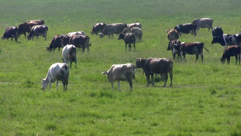 Cattle on the prairie