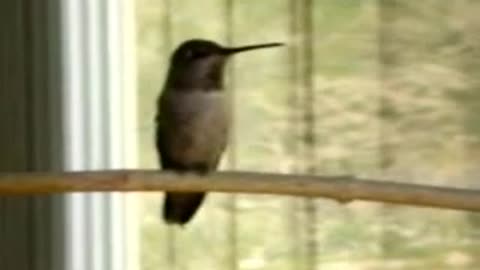 Close up of the beautiful jeweled California desert hummingbird