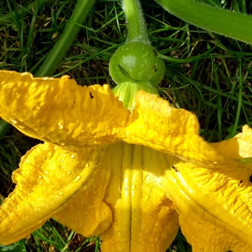 Pumpkin flowers and green pumpkins