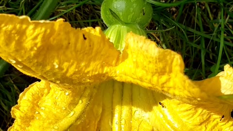 Pumpkin flowers and green pumpkins
