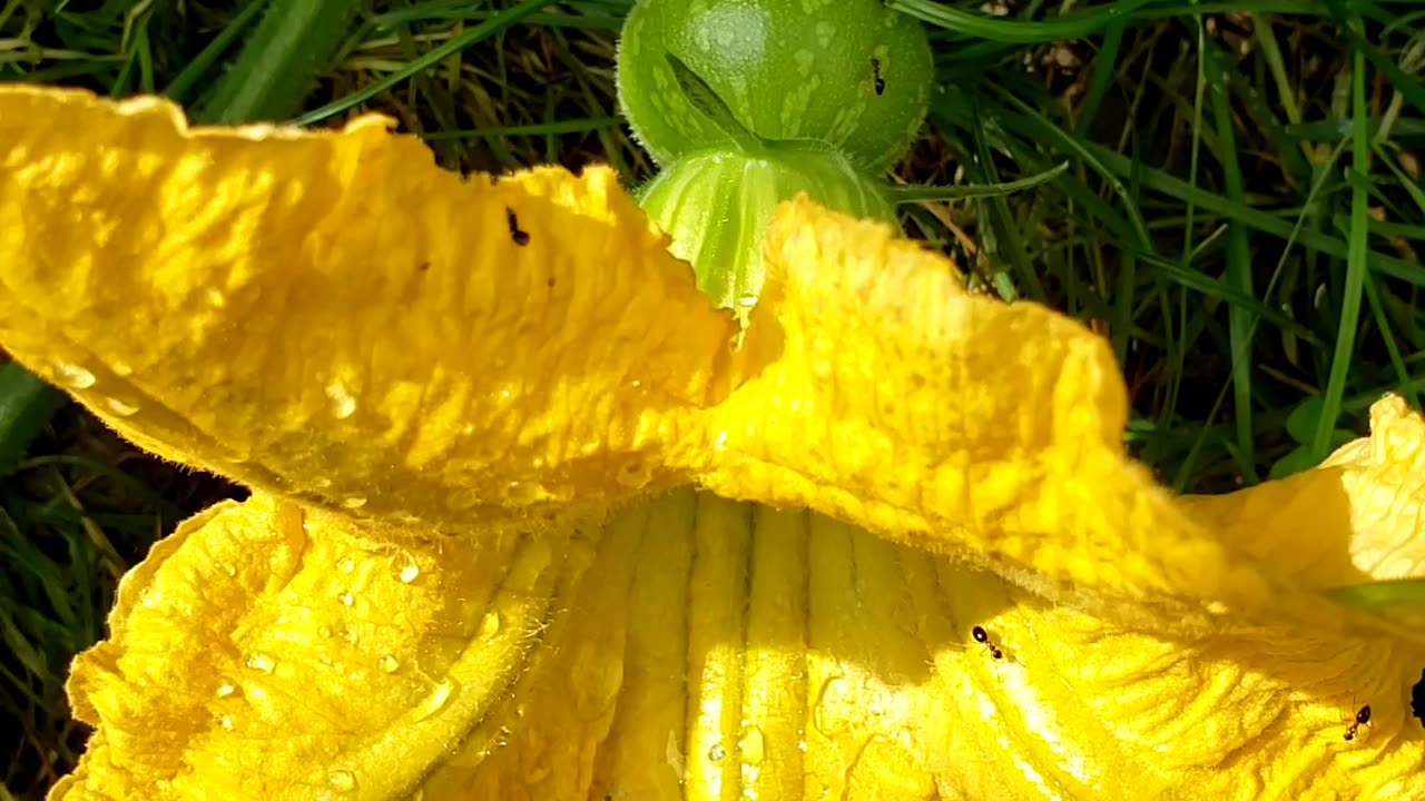 Pumpkin flowers and green pumpkins