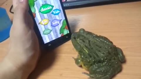African bullfrog ant crusher - That hurt