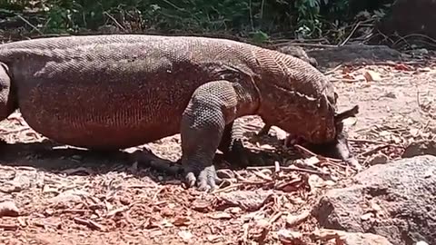 Komodo dragon