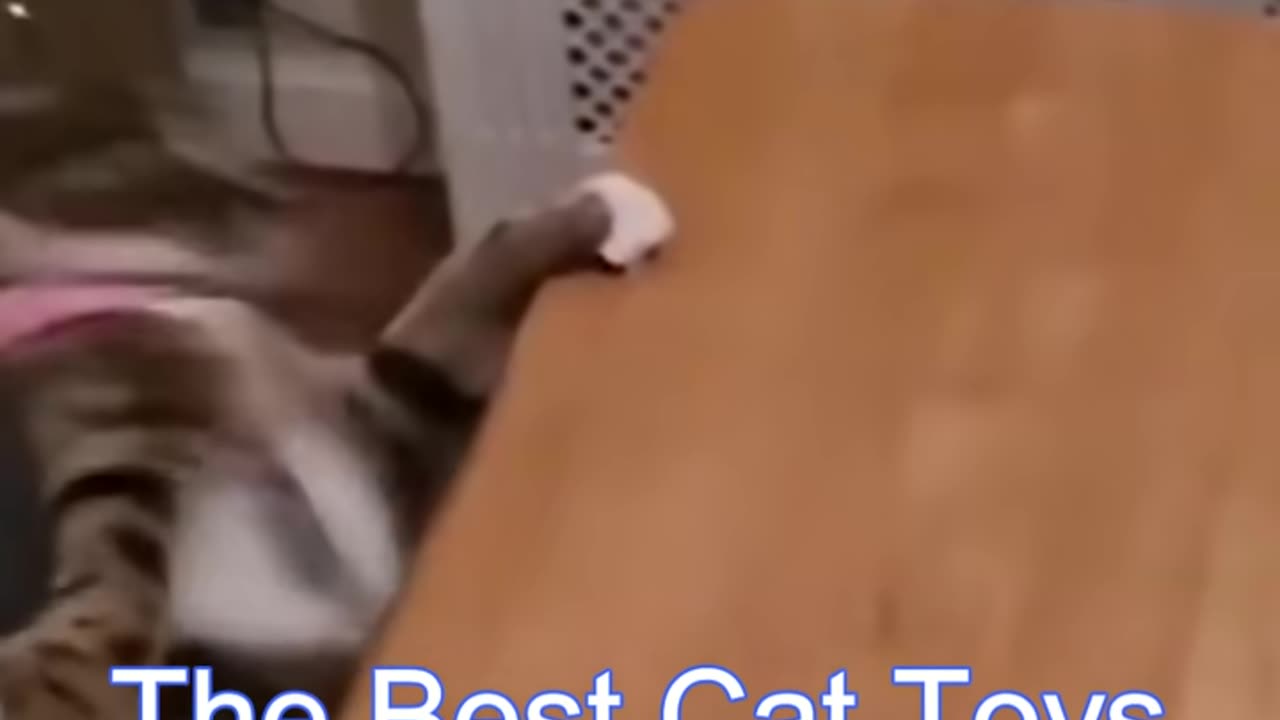 Best Funny Cat Videos | Funniest Cats | Funny Animal Videos | Best Services | #shorts #short