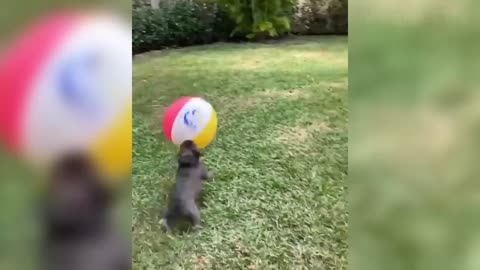 Weekly funnies animals