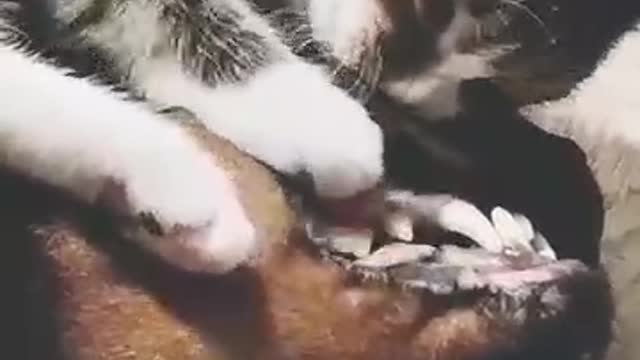 Give me a kiss