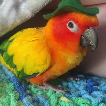 Cute conure wears hat!