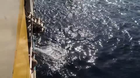 Woman Rescued from Sea after Falling from Passenger Ship
