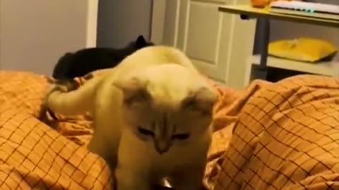 cat memes videos