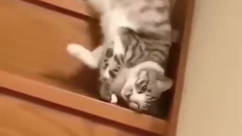 LAZY CAT I