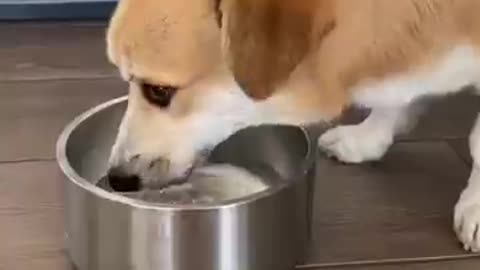 Dog vs cat funny video