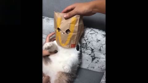 Funny And Cute Cats !