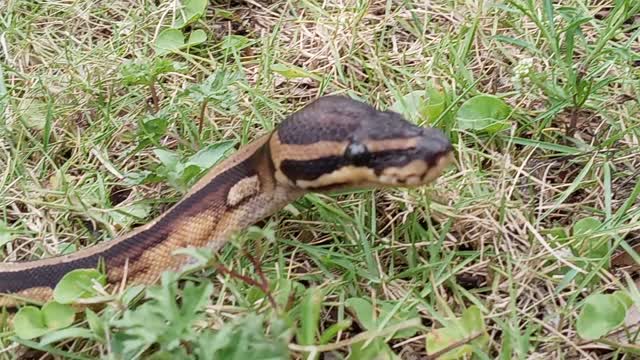 Up Close to Minerva My Beautiful OD Pied Ball Python #NatureInYourFace