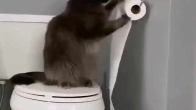 Cat take toilet paperRumble