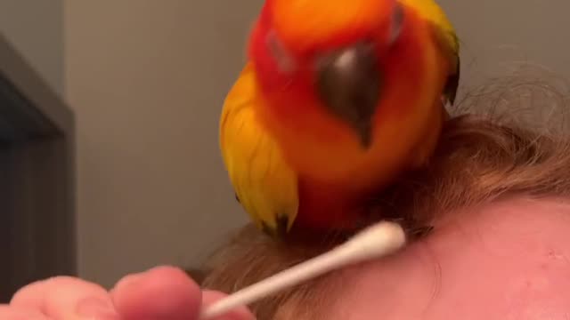 Parrot Steals his Mom's Q-Tip