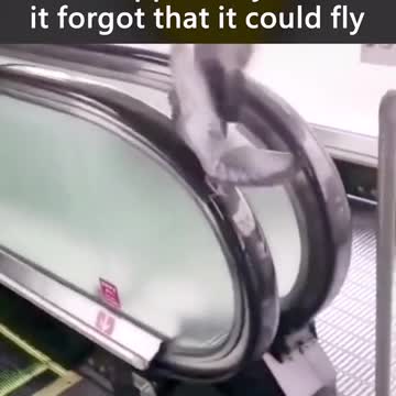 What happens when bird forgets to fly
