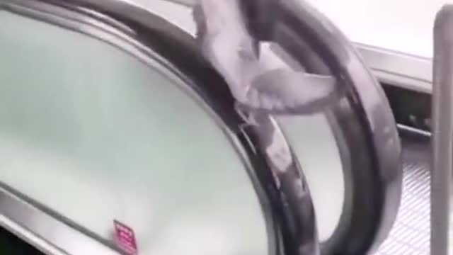 What happens when bird forgets to fly