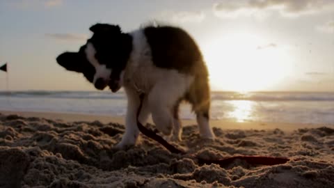 Small dog playing tug of war with his human on the beach