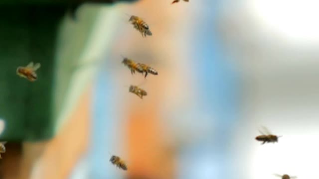 Bees flying on a poultry farm