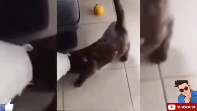 This cat is not wasting their food.Diciplene cat