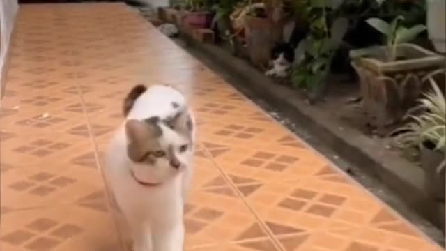 When the mouse laughs at the cat, there must be a hole beside it