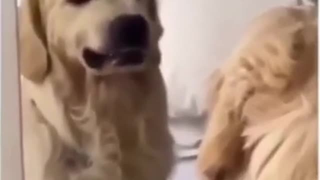 super funny dog