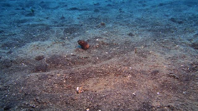 Napoleon Snake Eel