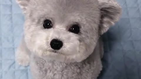 DOG LOOK AT ME!!!WHAT HE WANT?