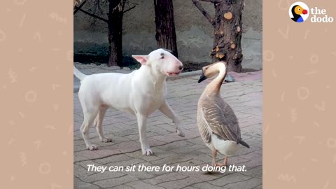 Goose Walks On Her Dog Brother's Head To Wake Him Up | The Dodo Odd Couples