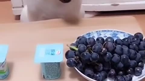 Dog named SEVEN laughing so hard