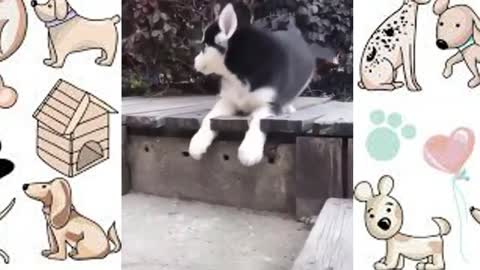 Cute pets😍