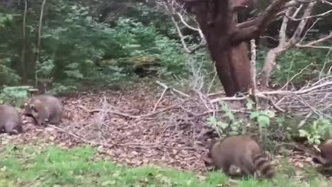 This man summons raccoons to him with a flute