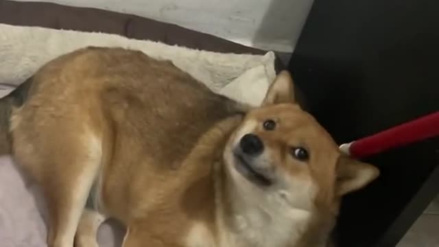 BEAUTIFUL SHIBA INU GET PROVOKED BY HIS OWNER