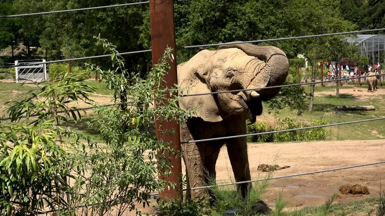 Elephant at zoo standing by fence