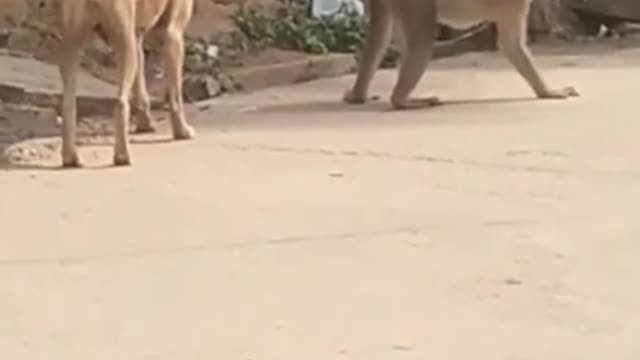 Funny video of Dog and monkey