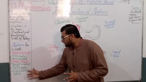 Structure of Nephron in Urdu Class 10 Biology